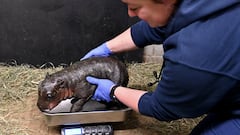 This is the new name of America’s “Moo Deng”: Meet the baby pygmy hippo born in a zoo in Virginia