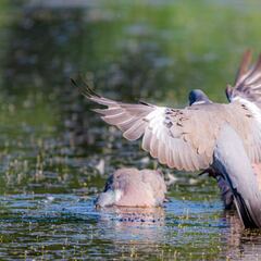 Caza en media veda. Fiebre azul.