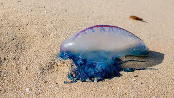 Un ejemplar de Carabela Portuguesa en la playa alicantina de Urbanoba. 