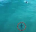 El vídeo de acción del día: tiburón blanco y surfista comparten olas