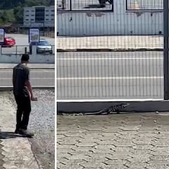 Un lagarto que tomaba el sol ataca a un hombre tras recibir una pedrada