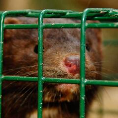 ¿Por qué ha mandado Sanidad exterminar a más de 90.000 visones en Teruel?