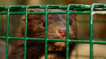 ¿Por qué ha mandado Sanidad exterminar a más de 90.000 visones en Teruel?