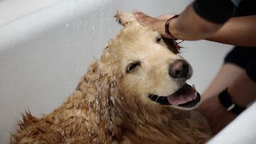 Looking to make your dog’s next trip to the groomer a little less stressful? Here are some tips from the experts that you can try with your furry friend.