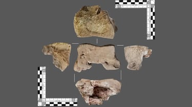 Hallazgo animal en España: arqueólogos se topan con un hueso que podría datar de la guerra de Aníbal contra Roma