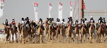 Carrera de camellos durante el Festival Sheikh Sultan Bin Zayed al-Nahyan, en el hipódromo de Shweihan en al-Ain en las afueras de Abu Dhabi.