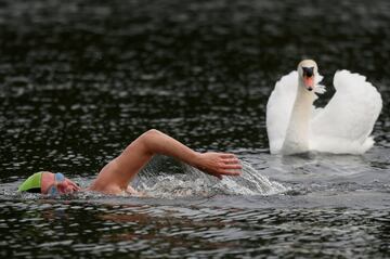 Un miembro del club de natación Serpentine se entrena cerca de un cisne en el lago Serpentine en Hyde Park  (Londres) durante una sesión de prueba antes de su reapertura oficial, después de haber estado cerrado por las medidas de seguridad para prevenir el coronavirus.