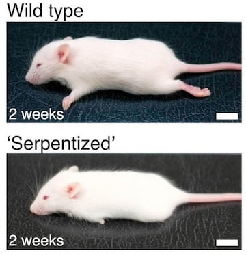 experimento genetico ratones laboratorio extremidades crispr