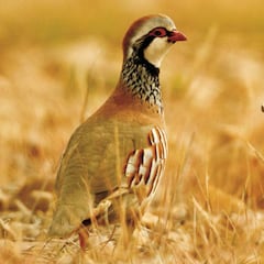 El arte de la caza de la perdiz con reclamo