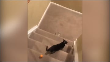 Hasta el gato ayuda para cumplir este nuevo reto viral