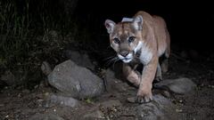A trail camera picture of mountain lion P-22, in Los Angeles, California, U.S., 2012. Miguel Ordenana/NATIONAL HISTORY MUSUEM OF L.A./Griffith Park Connectivity/Handout via REUTERS  ATTENTION EDITORS - THIS IMAGE HAS BEEN SUPPLIED BY A THIRD PARTY. NO RESALES. NO ARCHIVES. MANDATORY CREDIT.