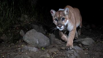 A trail camera picture of mountain lion P-22, in Los Angeles, California, U.S., 2012. Miguel Ordenana/NATIONAL HISTORY MUSUEM OF L.A./Griffith Park Connectivity/Handout via REUTERS  ATTENTION EDITORS - THIS IMAGE HAS BEEN SUPPLIED BY A THIRD PARTY. NO RESALES. NO ARCHIVES. MANDATORY CREDIT.