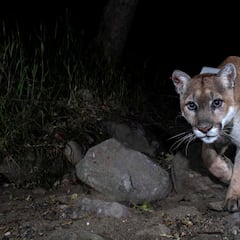 Practican la eutanasia a ‘P-22’, el puma más famoso de Los Ángeles