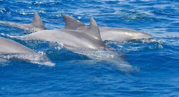 Nadar con delfines te alegrará el día.