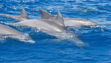 Nadar con delfines te alegrará el día.