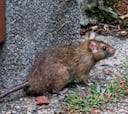 ¿Cuántos casos y muertes por hantavirus se han registrado en la provincia de Buenos Aires en 2020?