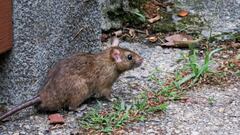 ¿Cuántos casos y muertes por hantavirus se han registrado en la provincia de Buenos Aires en 2020?