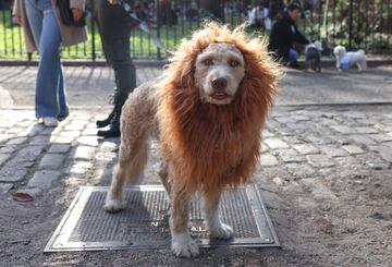 Tompkins Square Park es un parque de cuatro hectáreas del East Side de Manhattan en Nueva York donde se han reunido numerosos perros disfrazados para Halloween.