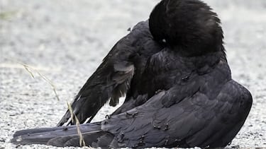 Bañarse con hormigas: el peculiar ritual de algunas aves para desparasitarse