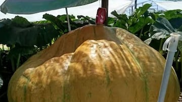 Una calabaza de récord en mitad de Guadalajara: más de 400 kilos, 300 litros de agua diarios y una dieta calculada