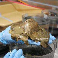 “Nunca vimos algo así”: el extraño ‘huevo de oro’ que preocupa a los científicos