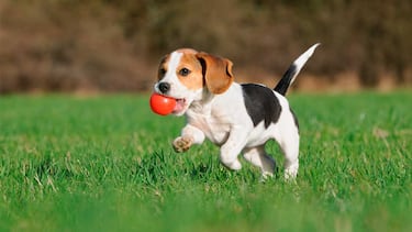 Quien tiene un perro de caza tiene un tesoro