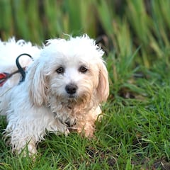 Our dogs are silently judging us: here’s how to tell