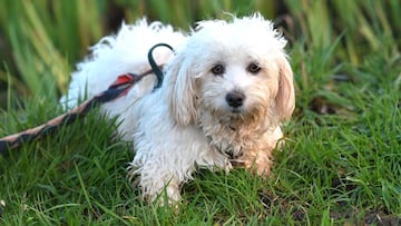 There are differences in how dogs of different sexes perceive human behavior and recognize competence, according to research.