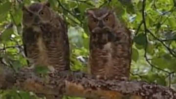 Los tifosi del Torino se están movilizando en las redes para gafar a la Juve