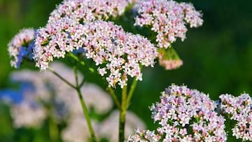 Expertos en salud revelan cuál es el té casero que mejora la calidad del sueño