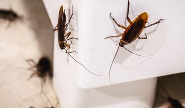 ¿Cómo eliminar las plagas de cucarachas, ratas y hormigas?: estos son los 3 métodos infalibles