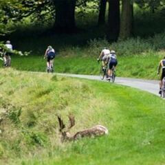 Una pareja de ciervos tira a un ciclista en pleno triatlón