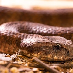 We planted this fruit tree all over the country and turns out it’s a snake magnet in the summer