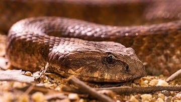 The tree that’s become a snake mecca