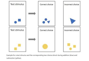 La especie de pez que sabe sumar y restar