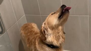 Se deja la ducha abierta y su adorable golden retriever no pierde el tiempo para utilizarla: “¿Empezaste esto por mi?”