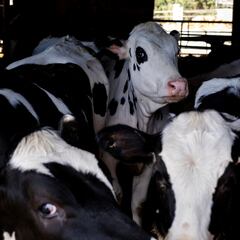 What are the symptoms of bird flu in humans? How does avian flu spread?