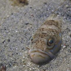Alerta por el pez araña en Chiclana