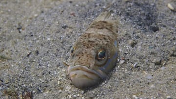 Alerta por el pez ara?a en Chiclana