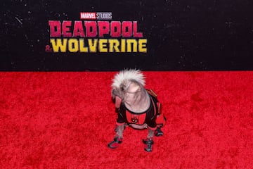 El perro Peggy asiste al estreno de 'Deadpool and Wolverine'.