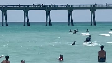 “Get out of the water!” Like a scene from Jaws, a bystander on the beach captures footage of the moment the predator arrives among swimmers.