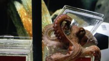 ¡El pulpo adivino se comió el mejillón de España!