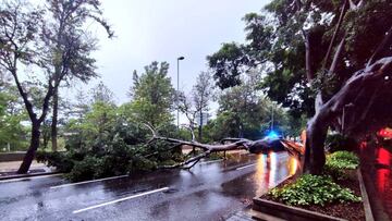 A broken tree lies on a street following a storm in Santa Cruz de Tenerife, Canary Islands, Spain in this picture obtained from social media. CECOPALSC/Handout via REUTERS  THIS IMAGE HAS BEEN SUPPLIED BY A THIRD PARTY. MANDATORY CREDIT. NO RESALES. NO ARCHIVES.