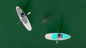 Un tibur&oacute;n blanco se acerca a dos surfistas en tablas de Stand Up Paddle Surf (SUP) en California, en noviembre del 2021. 