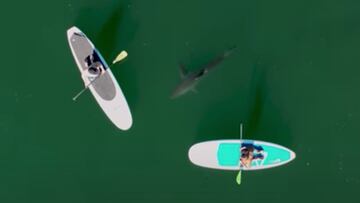 Un tiburón blanco se acerca a dos surfistas en tablas de Stand Up Paddle Surf (SUP) en California, en noviembre del 2021.