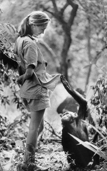 Jane Goodall con uno de sus sujetos de investigación en el Parque Nacional de Gombe, en el norte de Tanzania.