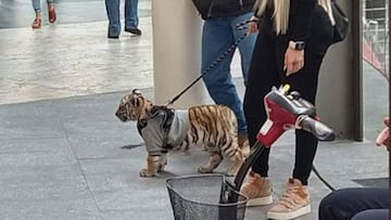 Tigre de Bengala cachorro fue llevado de paseo a plaza comercial por una mujer