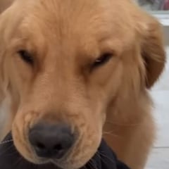 Un dueño de golden retriever muestra todos los objetos que su adorable mascota ha recuperado y no puede creerlo: “Los ojos de culpa”