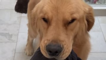 Un dueño de golden retriever muestra todos los objetos que su adorable mascota ha recuperado y no puede creerlo: “Los ojos de culpa”