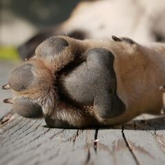 Detienen a hombre que arrojó a perro en aceite en Tecámac: ¿por cuántos años iría a la cárcel?